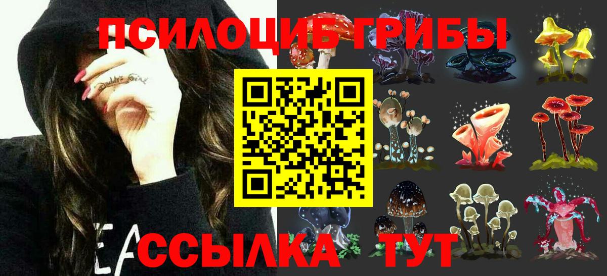 Галлюциногенные грибы Psilocybe Заводоуковск